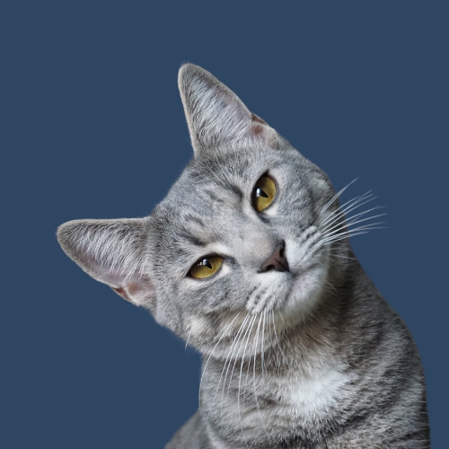 Behaviour & Psychology