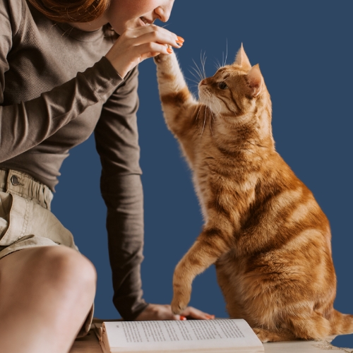 Cat-Human Relationships