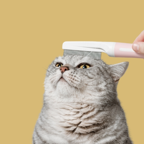 Daily Care & Grooming