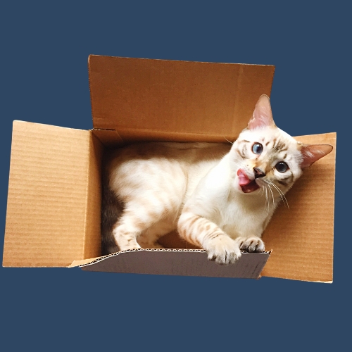 Environmental Enrichment