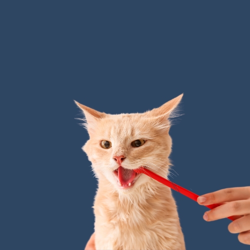 Medical Conditions & Prevention