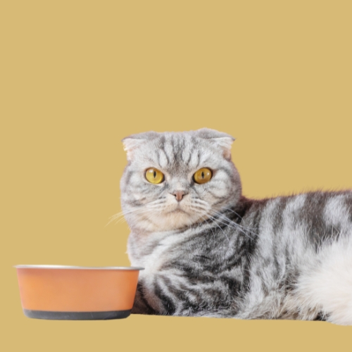 Nutrition & Dietary Science