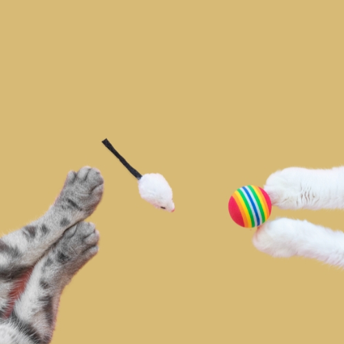 Research & Innovation