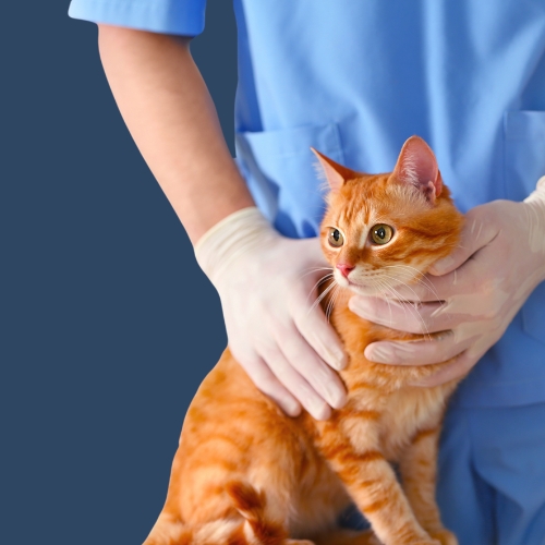 Veterinary Care & First Aid