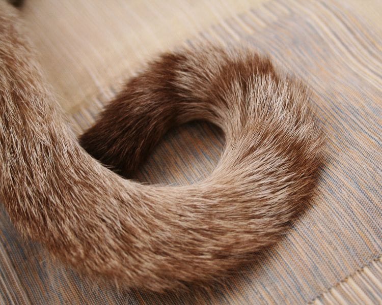 The Secret Language of Cat Tails: Understanding Feline Body Language