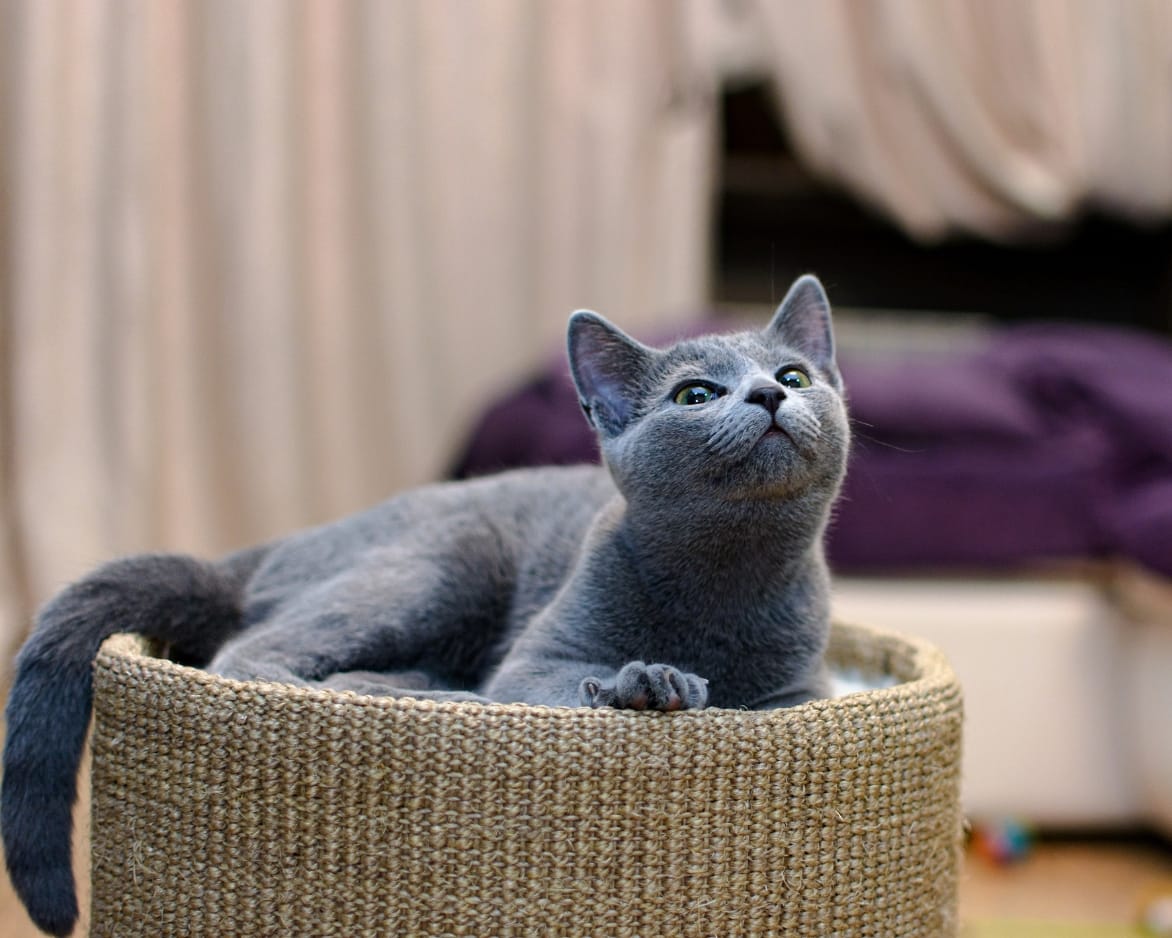 What to Know Before Getting a Pedigree Cat