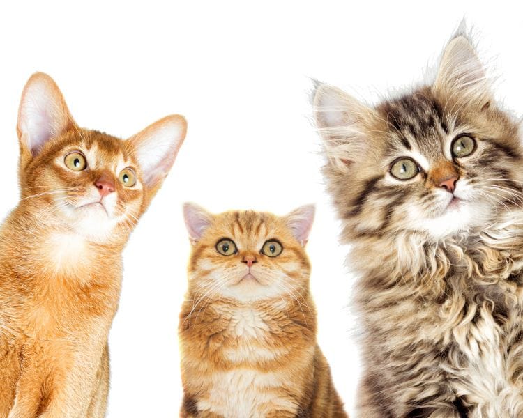 Understanding Your Cat's Life Stages